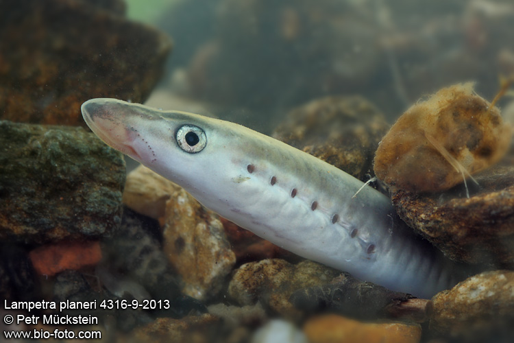 Lampetra planeri