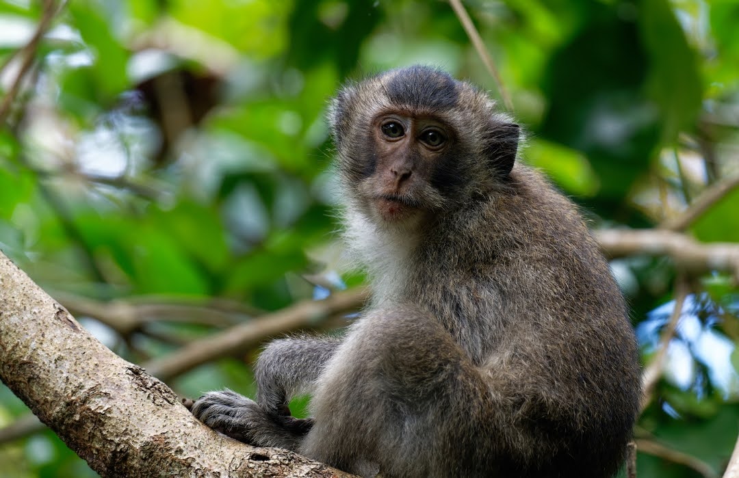 Macaca fascicularis spp.condorensis