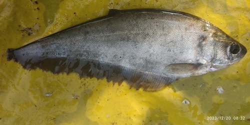 Notopterus synurus