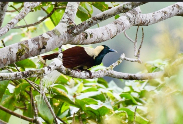 Paradisaea guilielmi