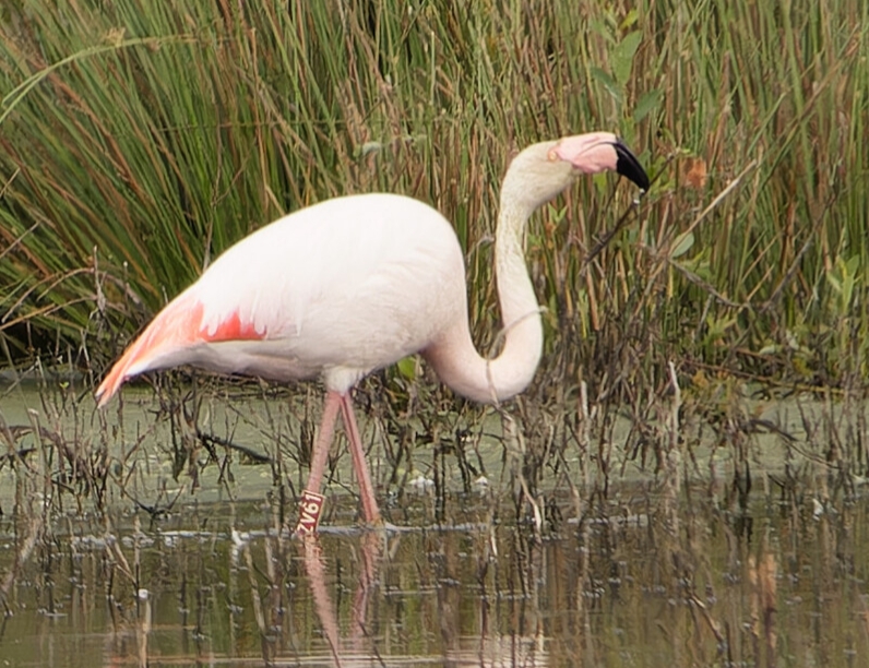 Phoenicopterus chilensis ×  roseus