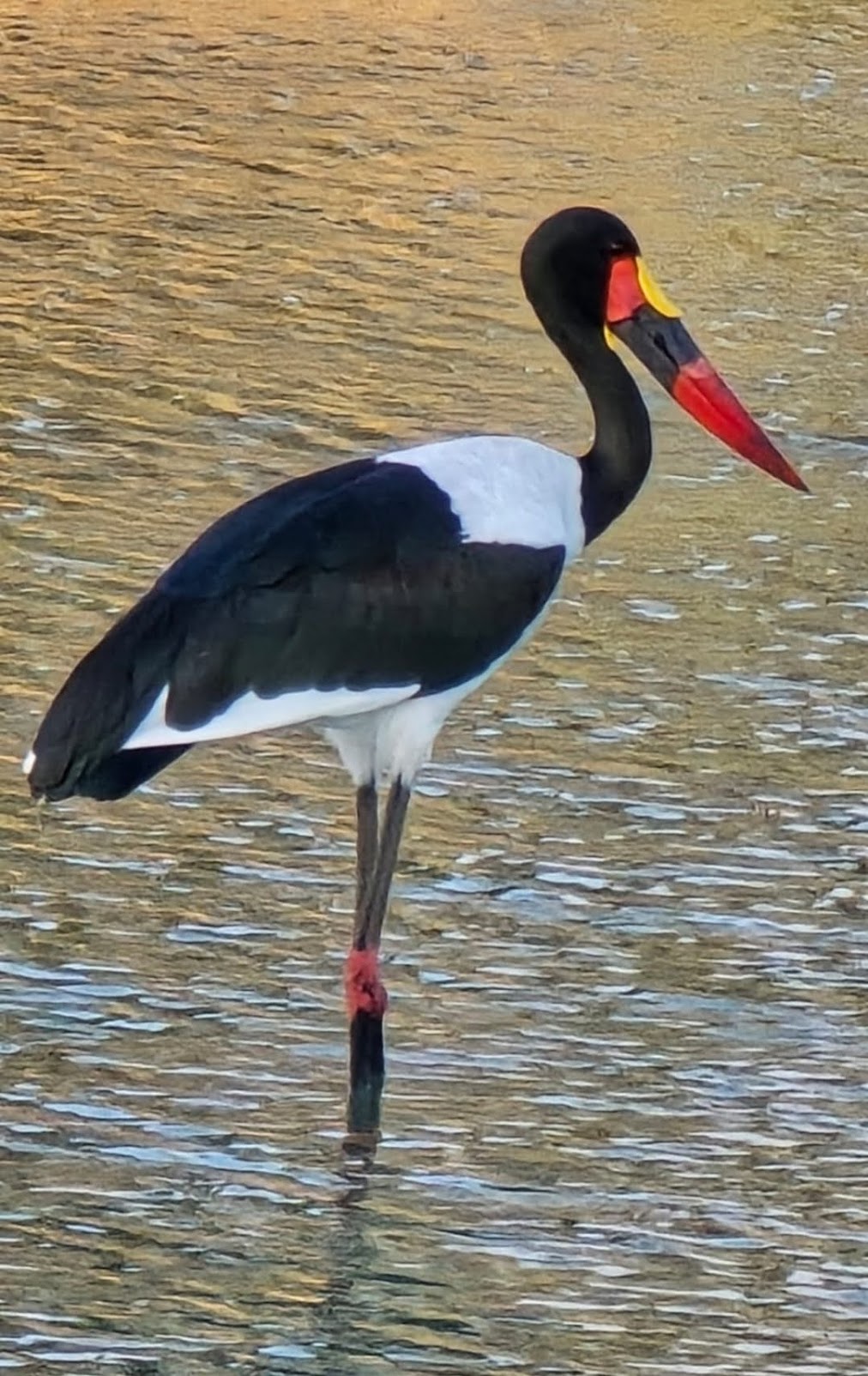 Ephippiorhynchus Senegalensis