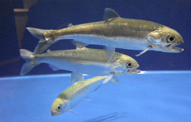 Oncorhynchus kawamurae