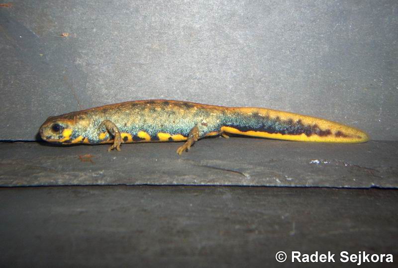 Hypselotriton chenggongensis