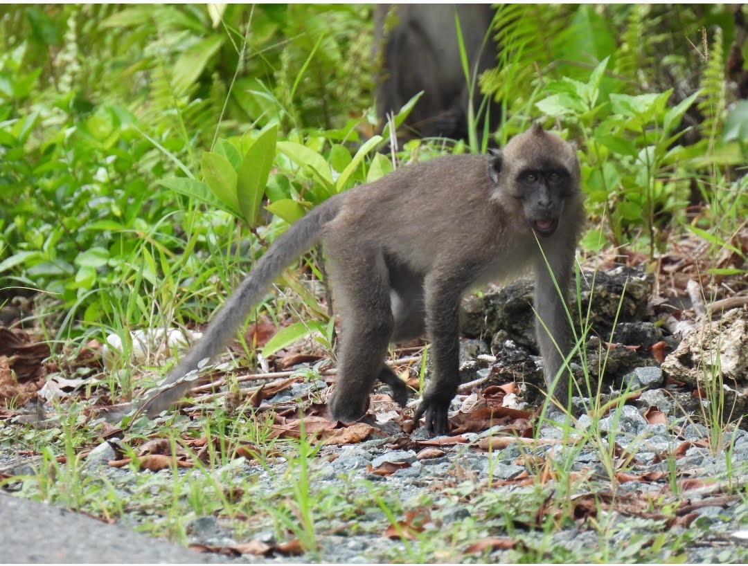 Macaca fascicularis spp.tua