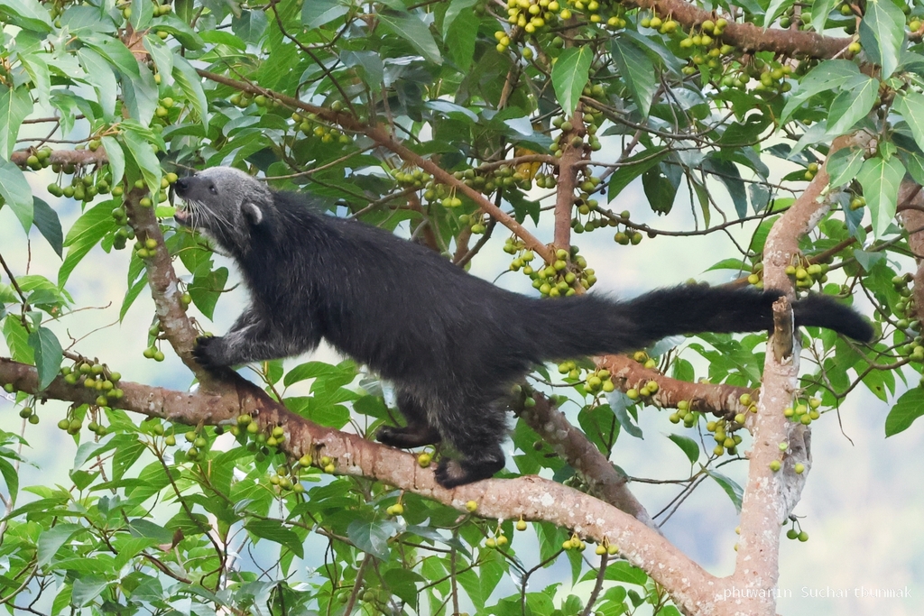 Arctictis binturong ssp. albifrons