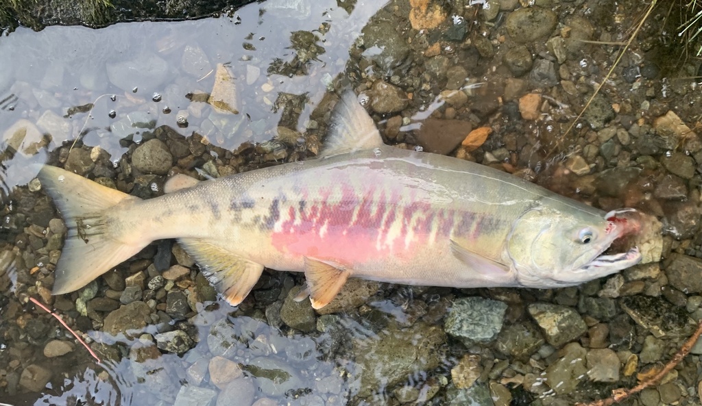 Oncorhynchus keta