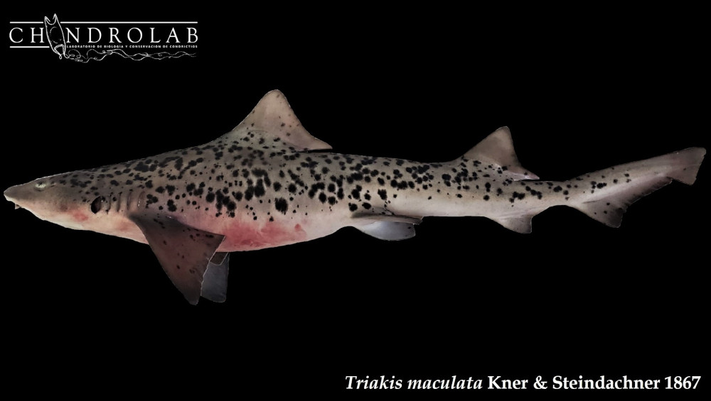 Triakis maculata