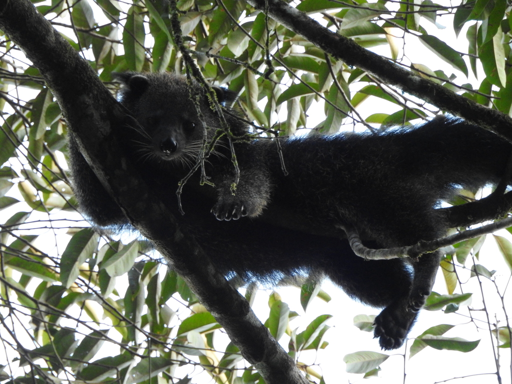 Arctictis binturong