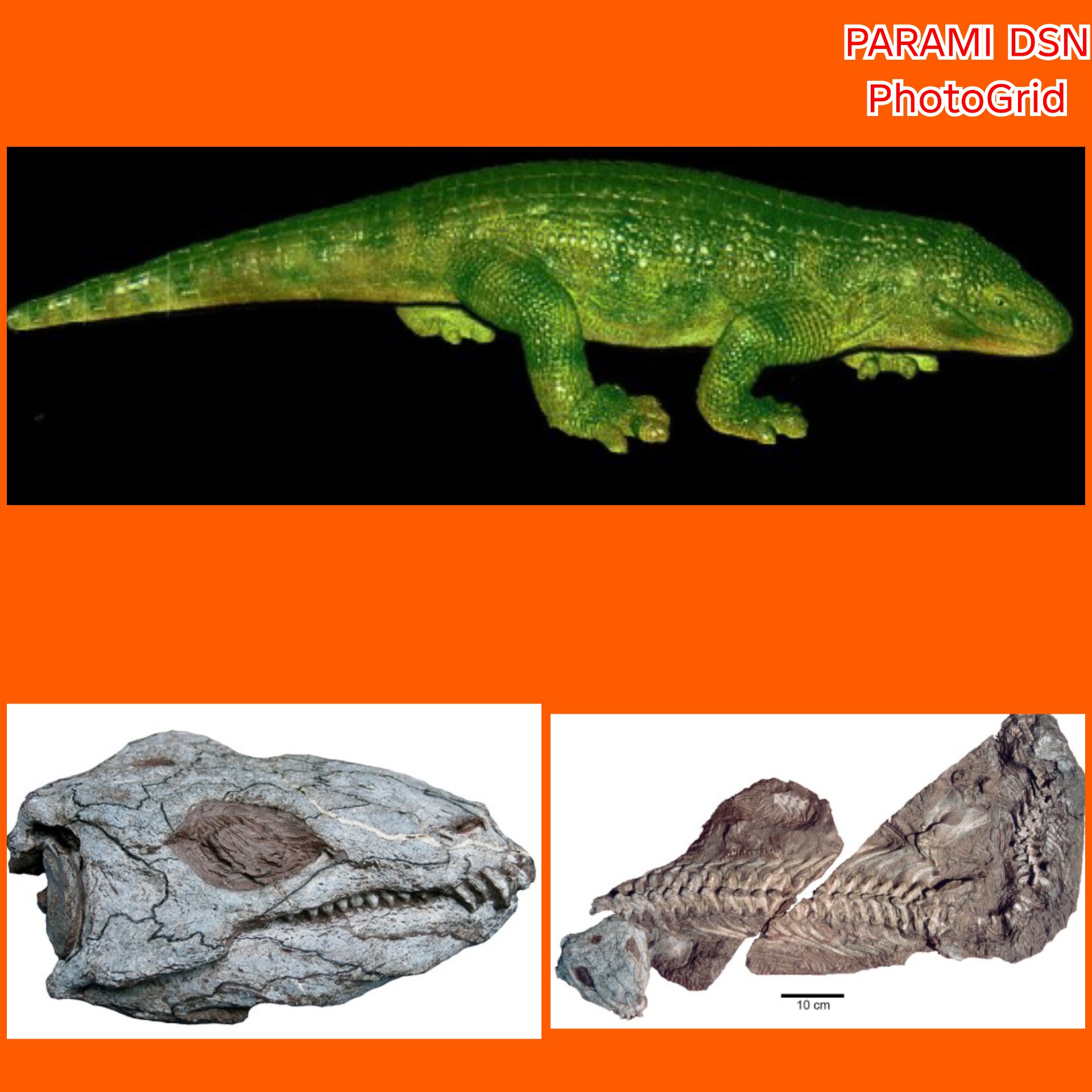 Diadectes absitus
