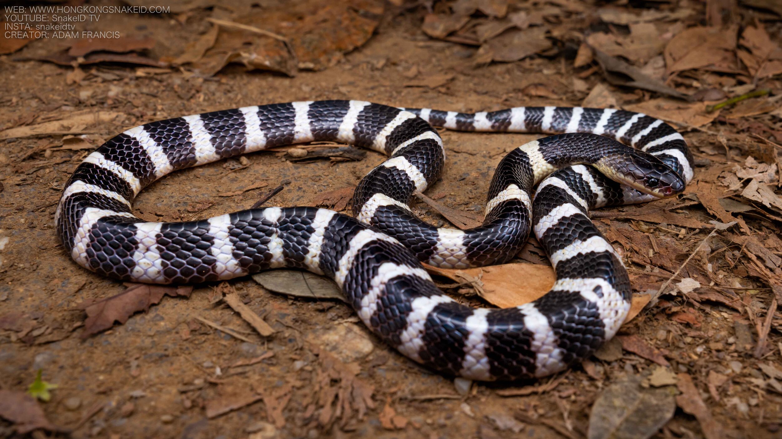 Bungarus Multicinctus