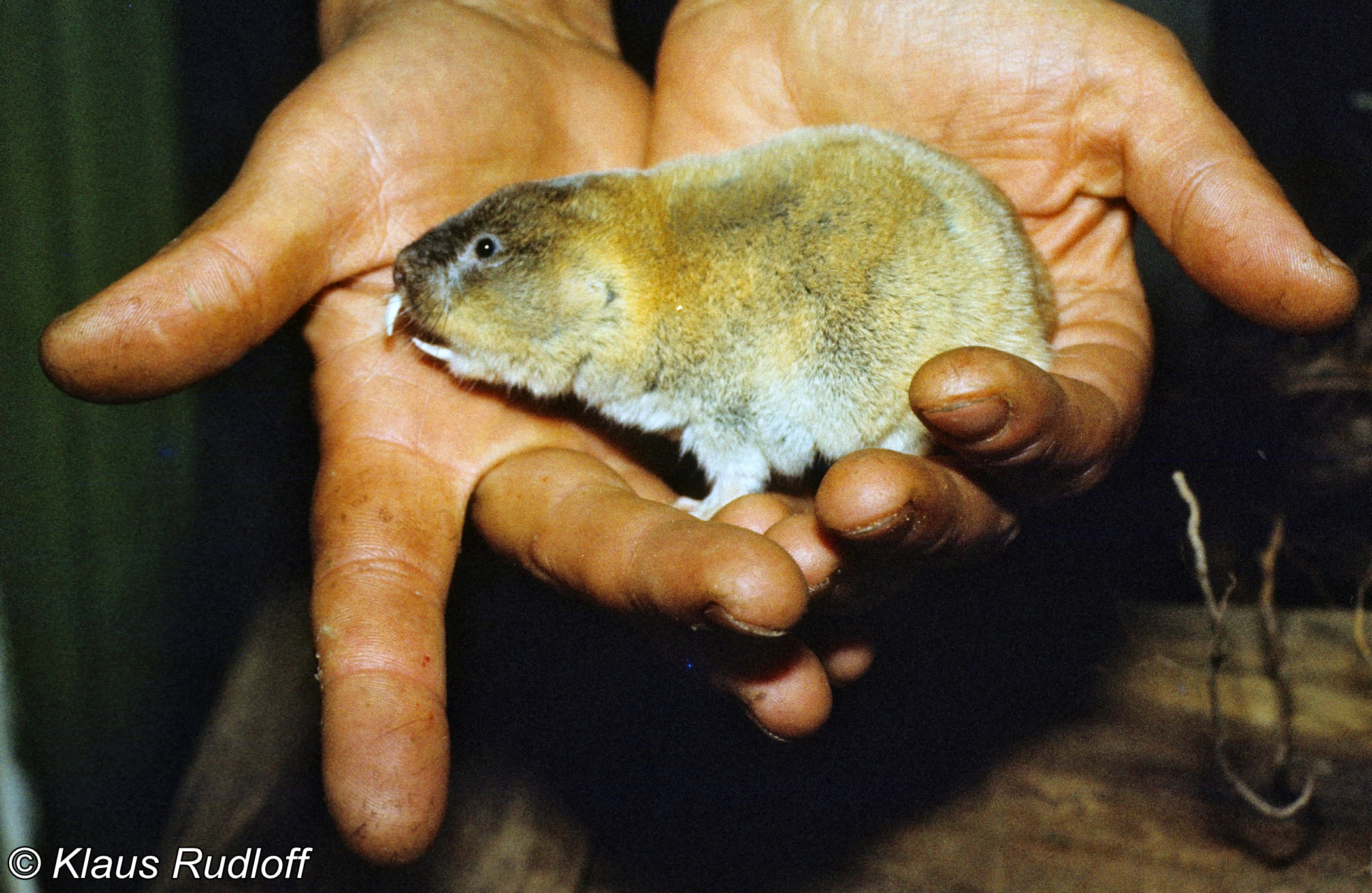 Bramus Fuscocapillus