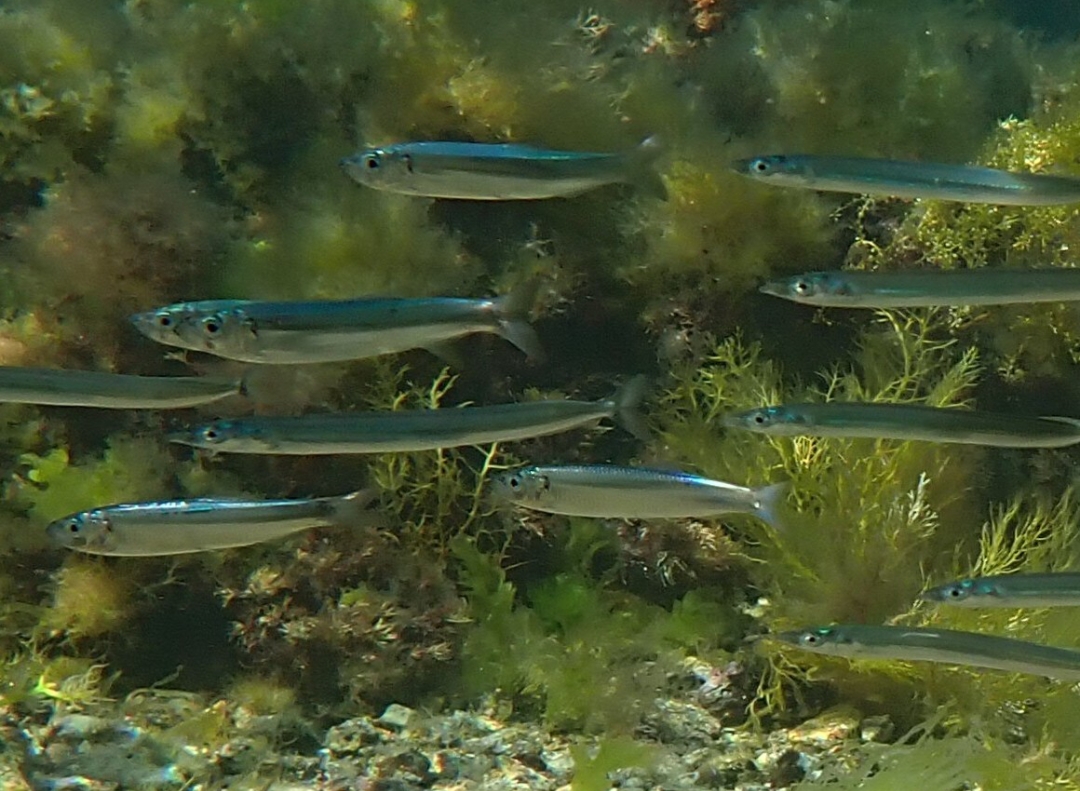 Sardina pilchardus