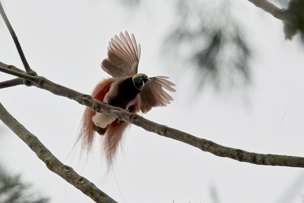 Paradisaea raggiana spp.raggiana