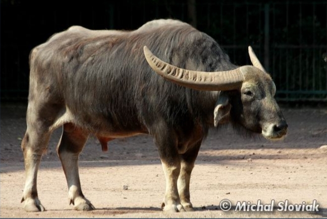 Bubalus arnee spp. f. bubalis (Domestic Water Buffalo)