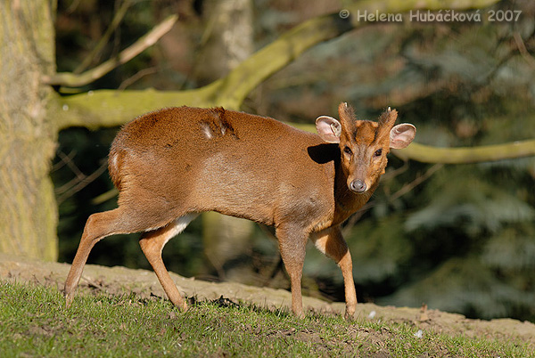 Muntiacus reevesi ssp.reevesi