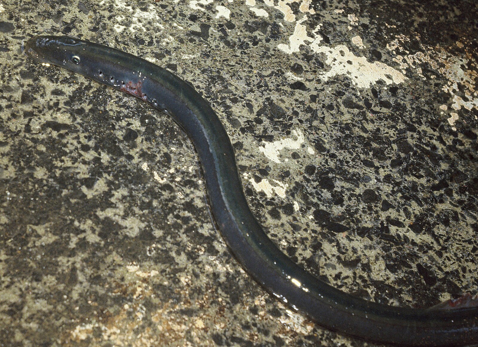 Geotria Australis