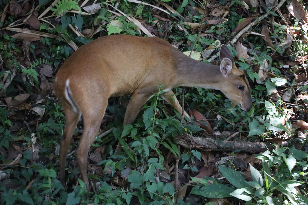 Muntiacus vaginalis