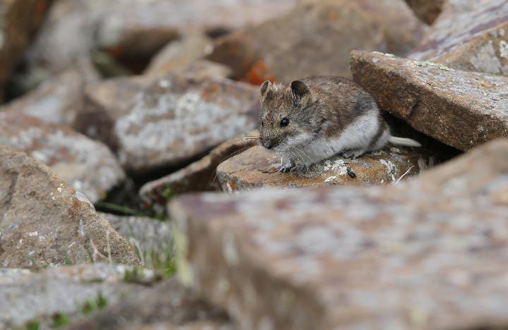 Urocricetus Kamensis