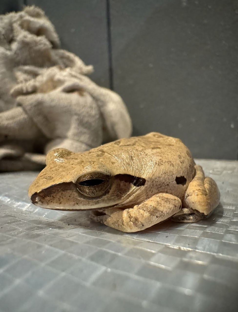 Polypedates megacephalus