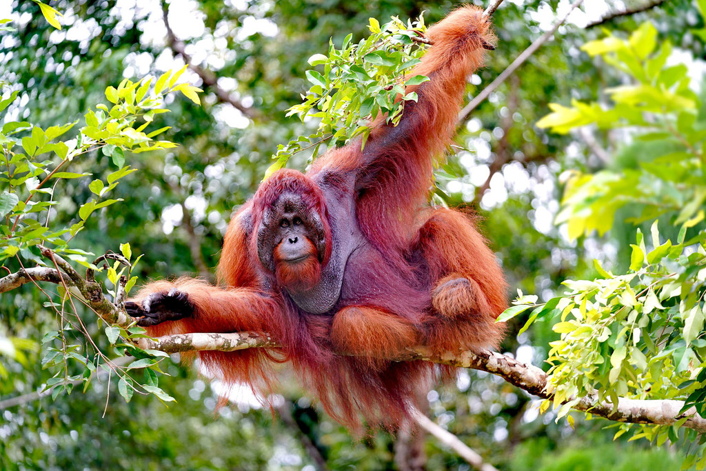 Pongo pygmaeus spp.pygmaeus