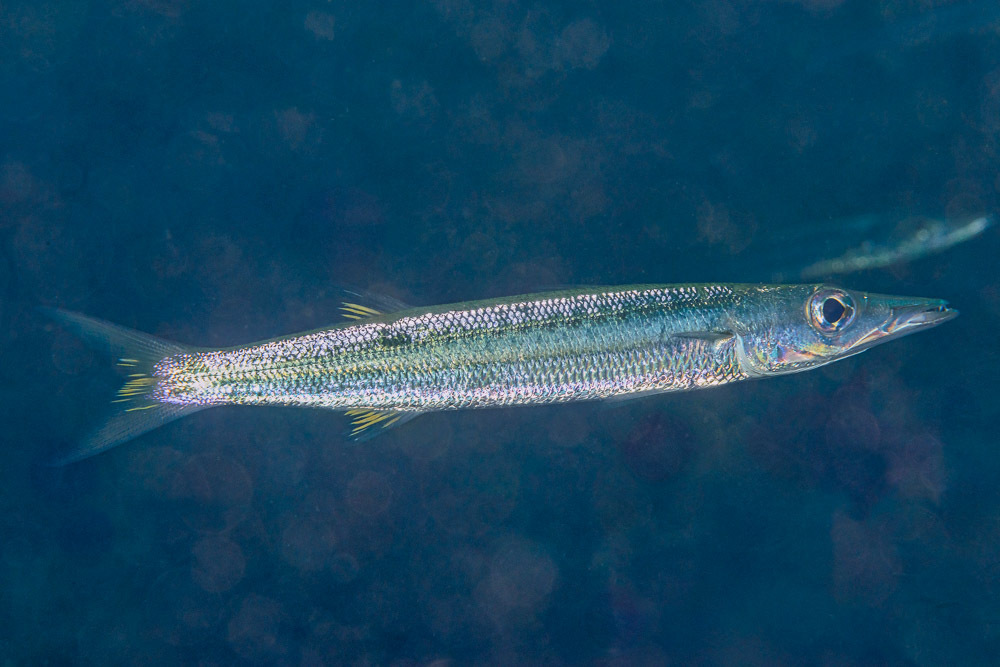 Sphyraena flavicauda