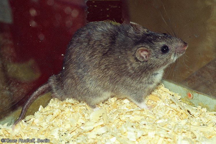 Tscherskia Triton