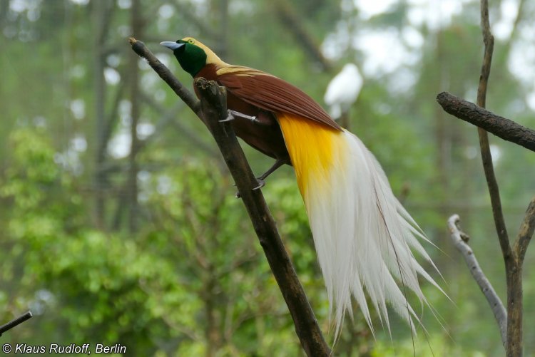 Paradisaea minor spp.minor