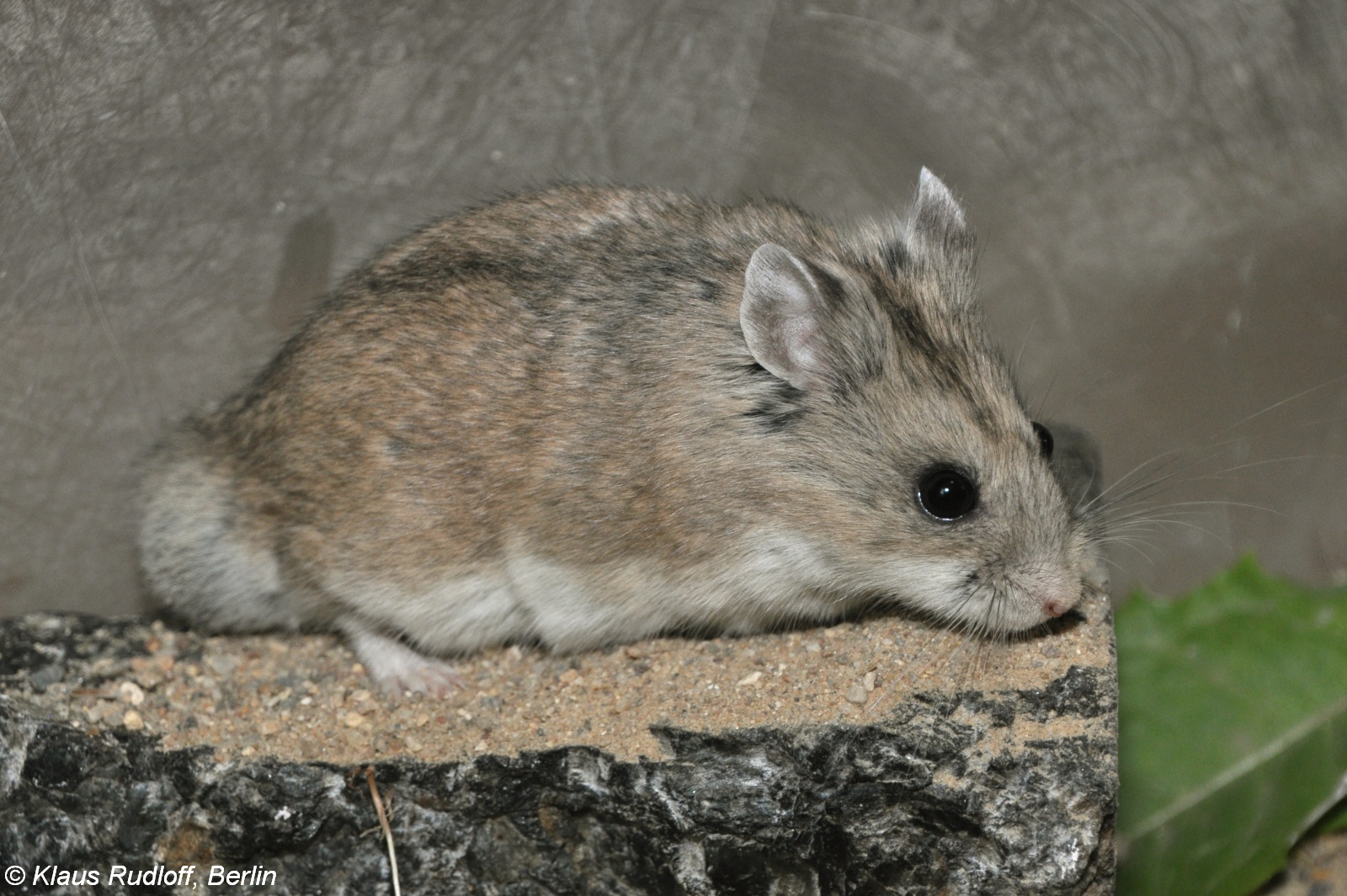 Cricetulus Sokolovi