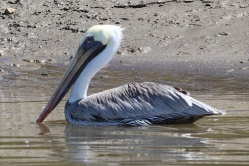 Pelecanus occidentalis ssp.murphyi