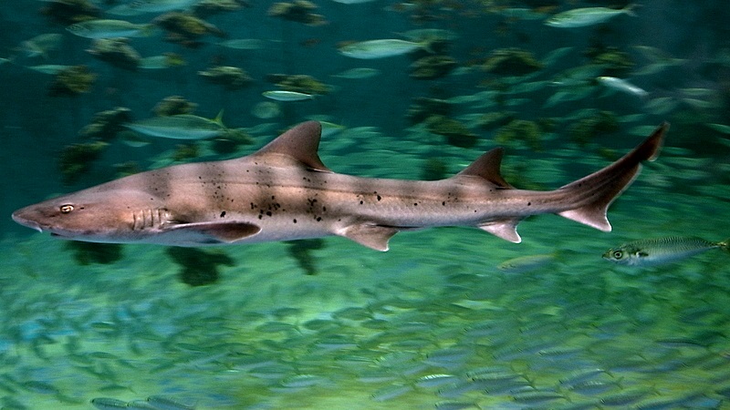 Triakis acutipinna