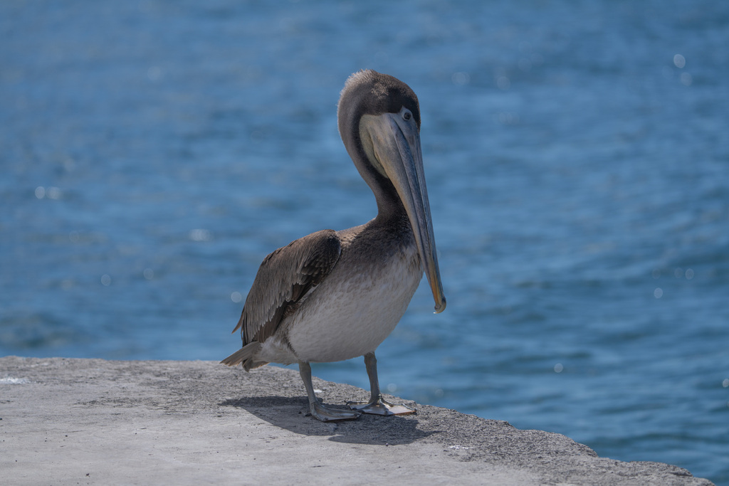 Pelecanus occidentalis spp.urinator