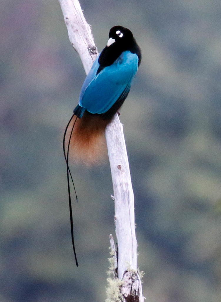 Paradisaea rudolphi spp.margaritae