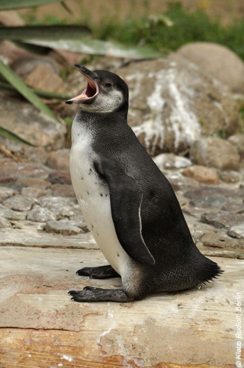 Spheniscus humboldti