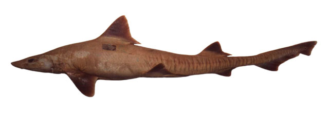 Mustelus Higmani