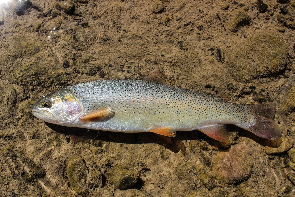 Oncorhynchus virginalis ssp. behnkei