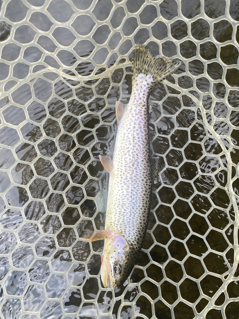 Oncorhynchus clarkii