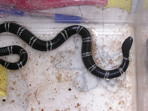 Elapsoidea Guentherii