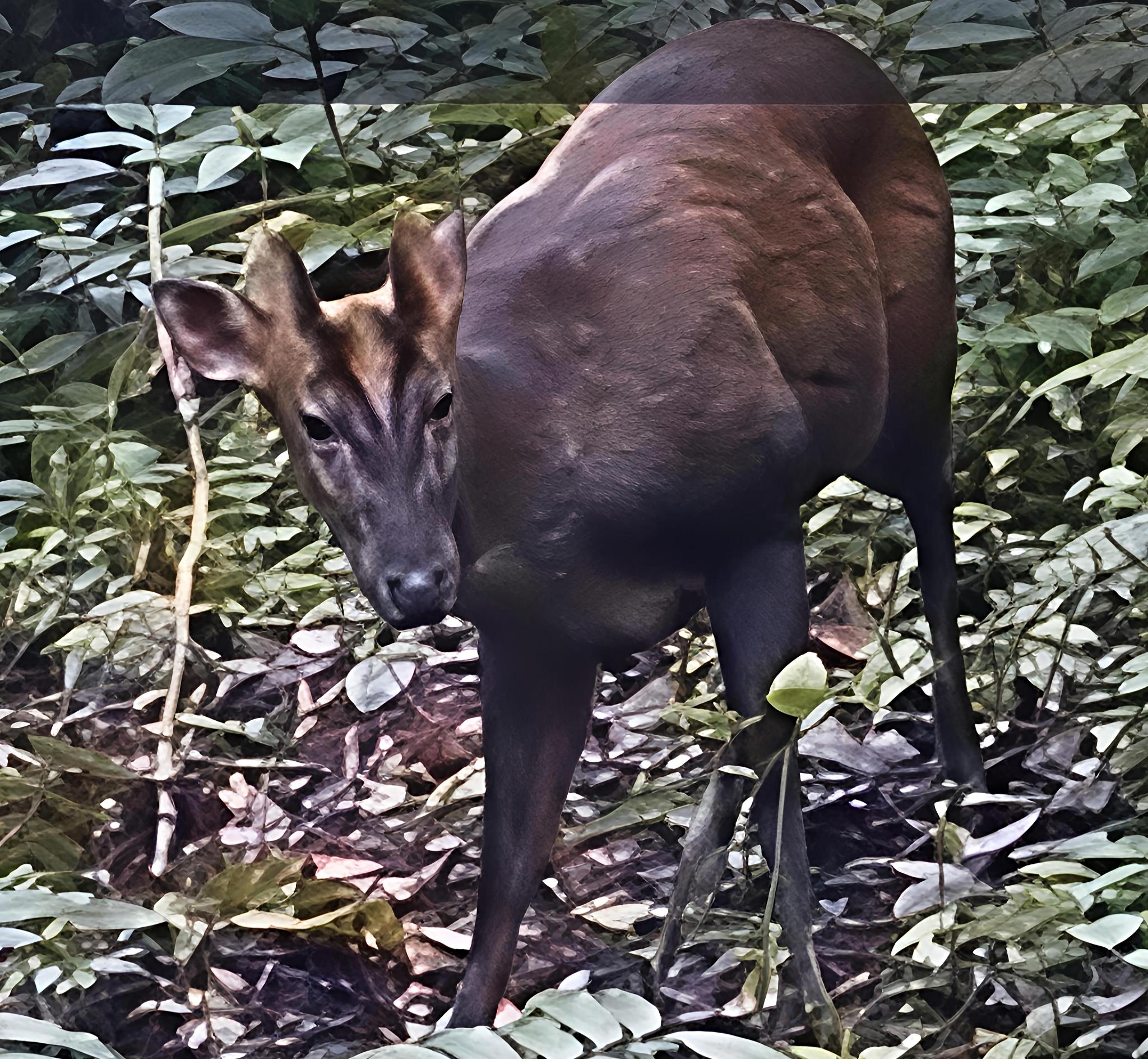 Muntiacus montanus