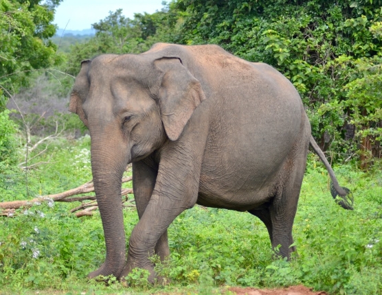 Elephas maximus