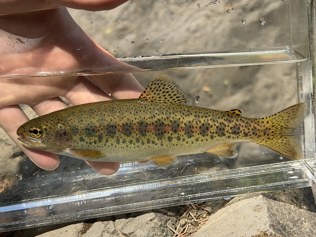 Oncorhynchus mykiss ssp. kamloops
