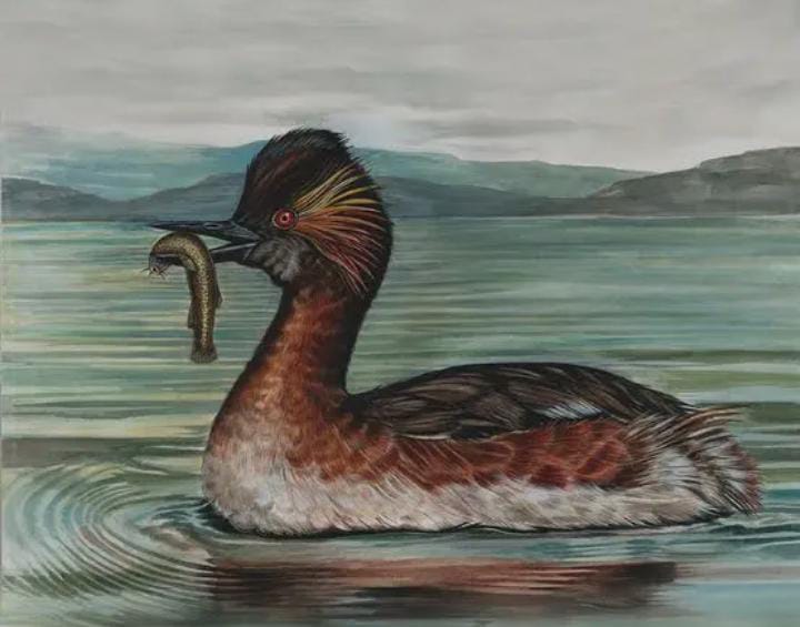 Podiceps Andinus