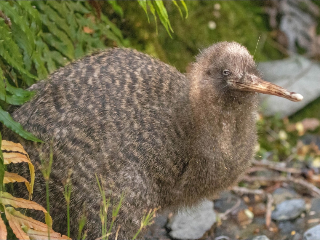 Apteryx maxima