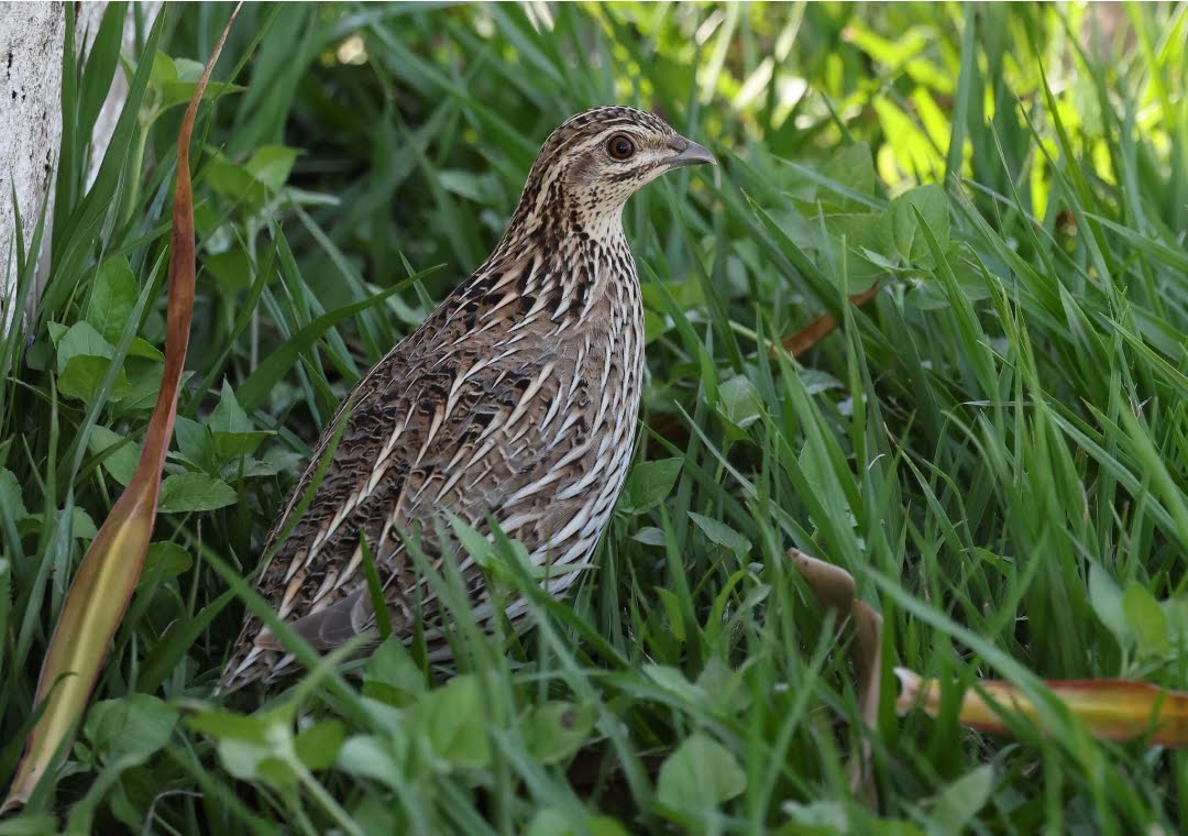 Coturnix pectoralis