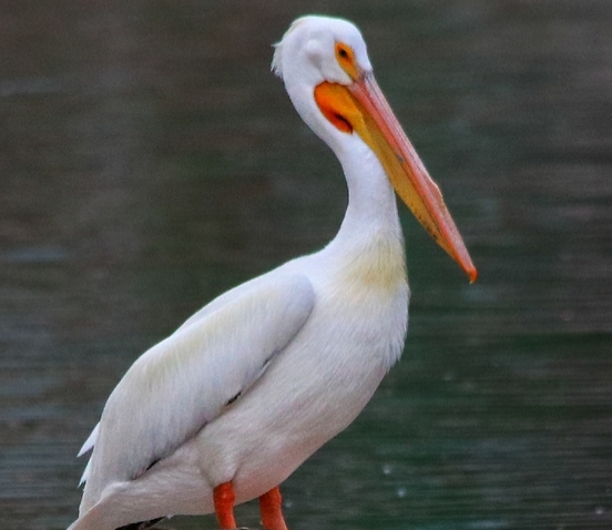 Pelecanus erythrorhynchos