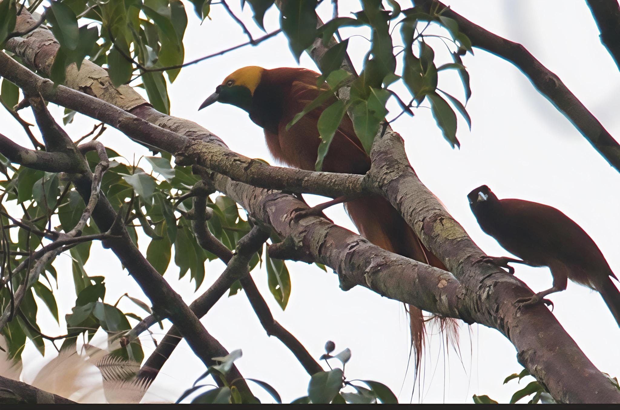Paradisaea apoda × P.raggiana