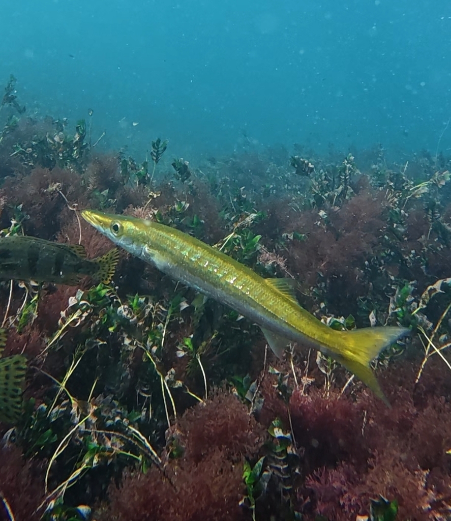 Sphyraena novaehollandiae