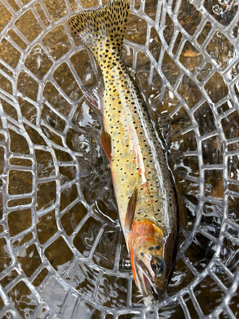 Oncorhynchus virginalis ssp.stomias