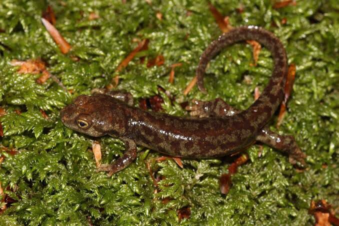 Euproctus montanus