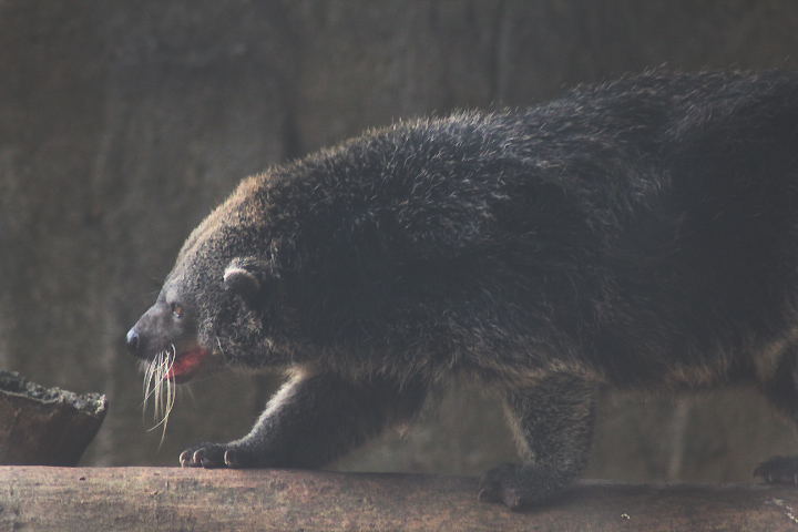 Arctictis binturong ssp.pageli